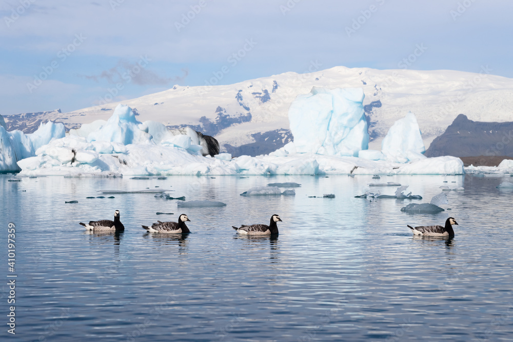 Naklejka premium Barnacle geese swimming on Jokulsarlon glacier lagoon in Iceland