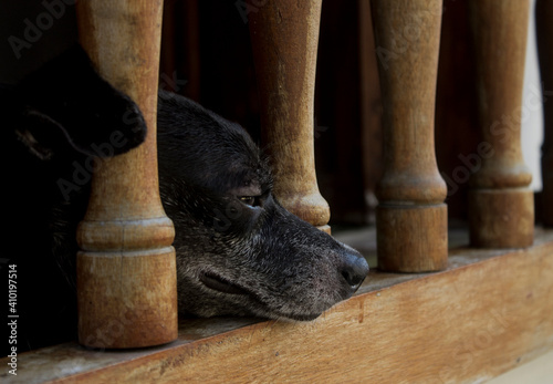 perros
