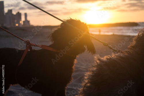 perros playa en la tarde 