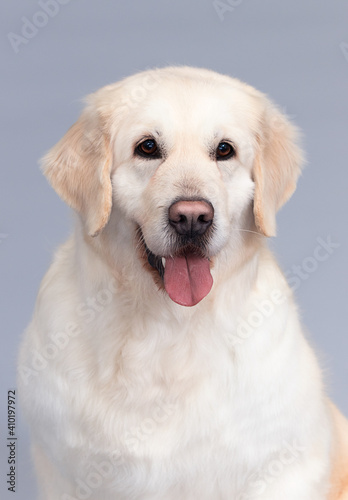 muzzle of golden retriever dog looking at camera on gray background