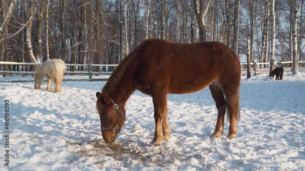 brown horse eating hay in the paddock in winter. In the background, other horses and a winter landscape. brown horse eating hay in the paddock in winter. In the background, other horses and a winter landscape.