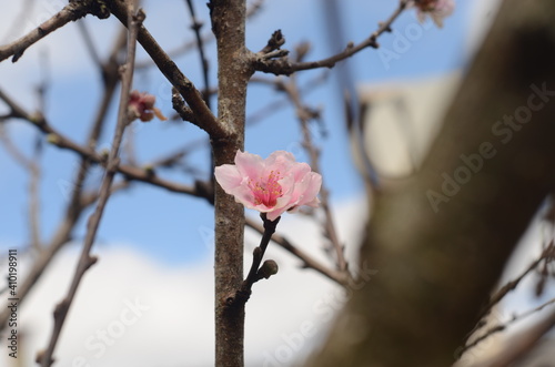 flouers photo