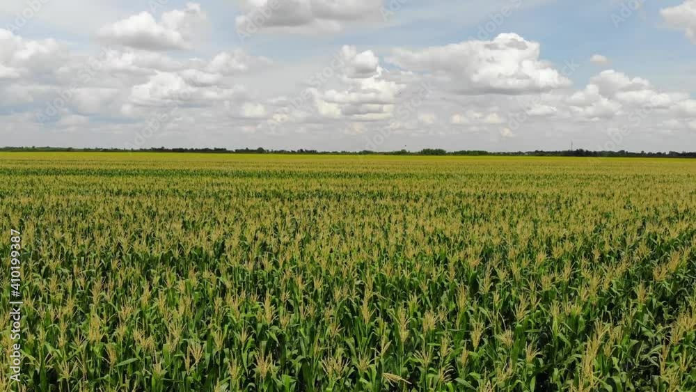 Flying over the corn fields, clouds in the sky, beautiful landsape in summer season Flying over the corn fields, clouds in the sky, beautiful landsape in summer season