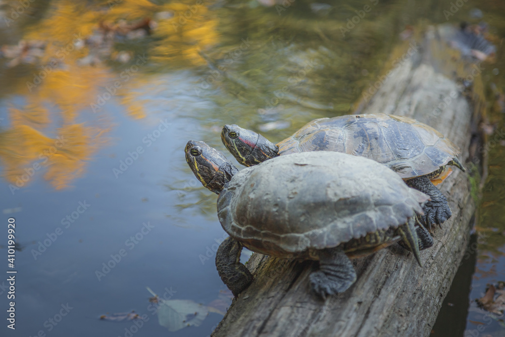 Obraz premium Turtles (Trachemys scripta) play on a log in Park Maksimir, the Croatian capital city of Zagreb. Turtles have become widespread after being released as pets. There are approximately 300 in Park Maksim