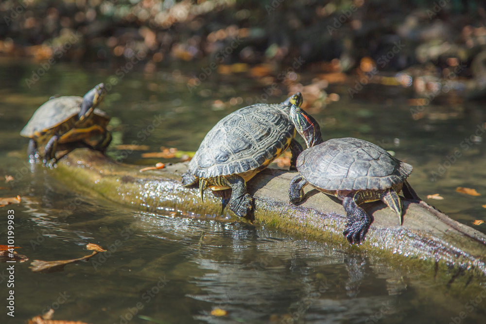 Obraz premium Turtles (Trachemys scripta) play on a log in Park Maksimir, the Croatian capital city of Zagreb. Turtles have become widespread after being released as pets. There are approximately 300 in Park Maksim