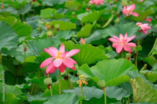 Lotus in full bloom in a pond  North China