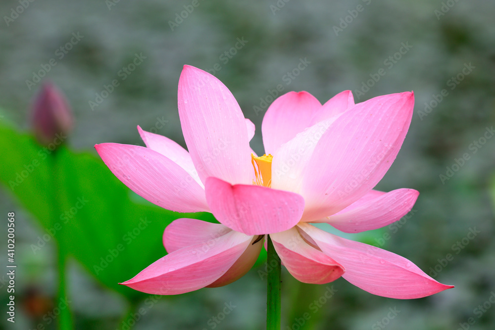 Lotus in full bloom in a pond, North China Lotus in full bloom in a pond, North China