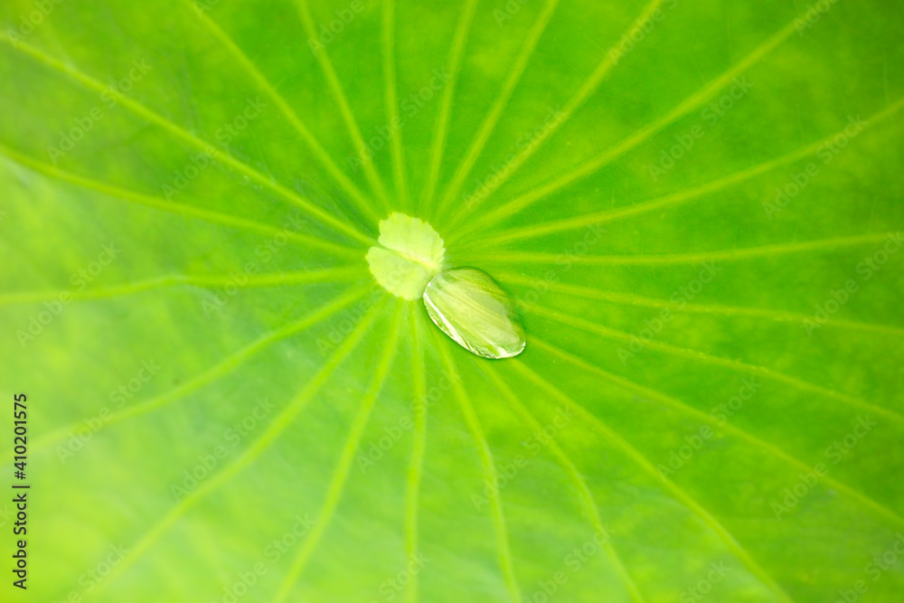 Lotus leaf in pond, North China Lotus leaf in pond, North China