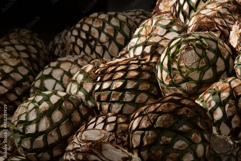 Pi a De Agave Azul Tequilana Wever Para La Elaboraci n De Tequila Pi a De Agave Azul Tequilana Wever Para La Elaboraci n De Tequila