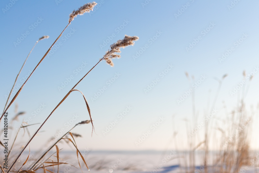 Fototapeta premium Frost covered grass and reeds in morning sun with blue sky