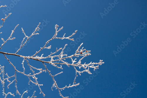 Frost covered branches of tree against blue sky