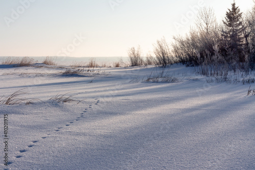 morning sun through trees shining on snowy shore line