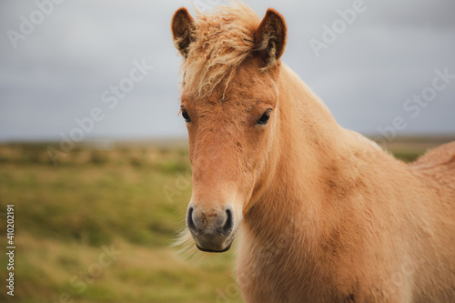 Portrait of a golden Icelandic horse  Equus ferus caballus  in Southern Iceland near the small town of Vik.