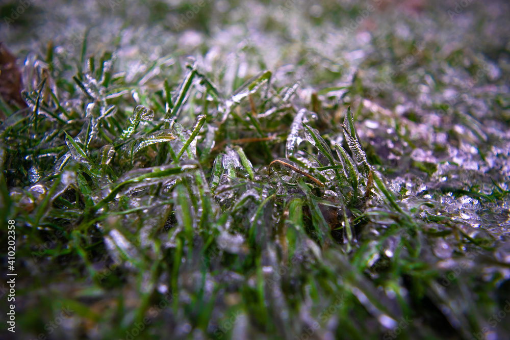 Green blades of grass are covered with transparent ice. Sharp drop in temperature froze raindrops, covering everything with slippery ice. Close-up. Green blades of grass are covered with transparent ice. Sharp drop in temperature froze raindrops, covering everything with slippery ice. Close-up.