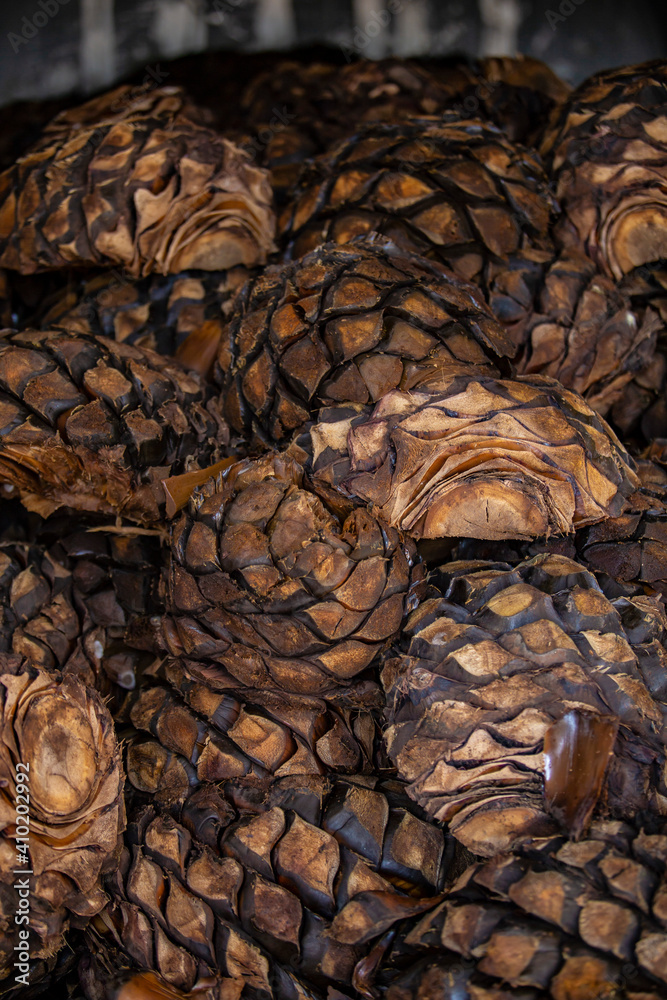 Piña de agave azul Tequilana Wever para la elaboración de Tequila ...