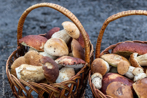 An asphalt country road in the mountains and two baskets of large porcini mushrooms for sale. Magnificent large forest mushrooms on the side of the road.