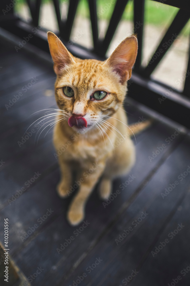 Red cat licking his lips; blurred background