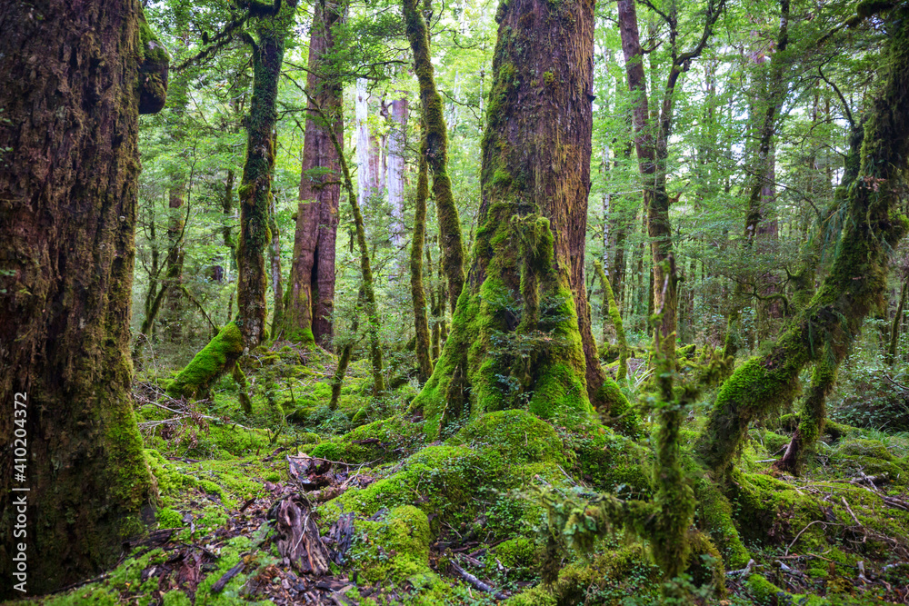 New Zealand forest