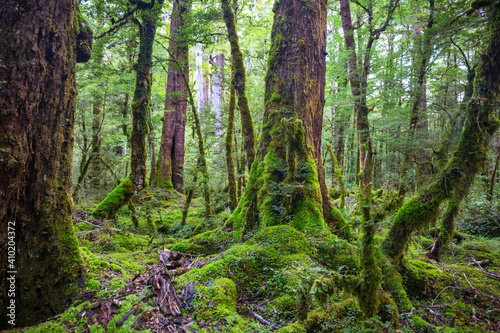 New Zealand forest