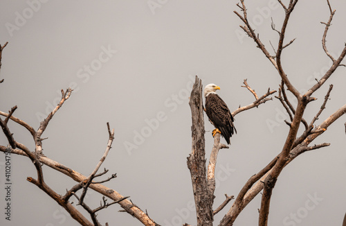 American Bald Eagle perched on a branch