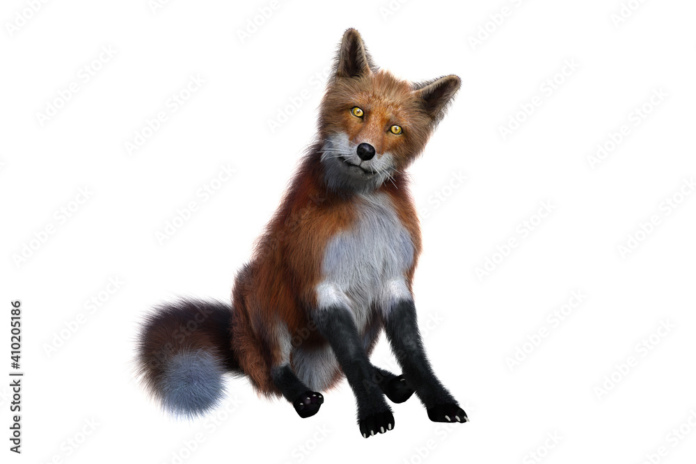 Red Fox sitting and looking straight ahead3D render isolated on white background