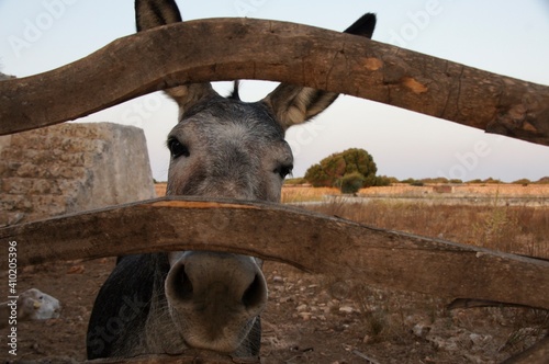 Close up of a donkey in Menorca