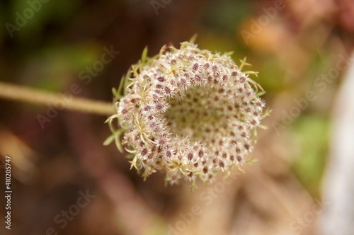 Close up of a mediterranean flower in Menorca