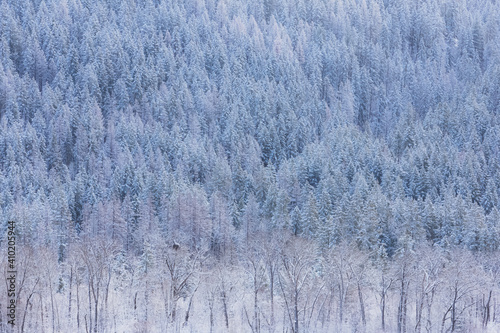 Fototapeta Naklejka Na Ścianę i Meble -  A winter scene captured with a long lens of snow covered pine trees across Kootenay Lake in Nelson, B.C. Canada.
