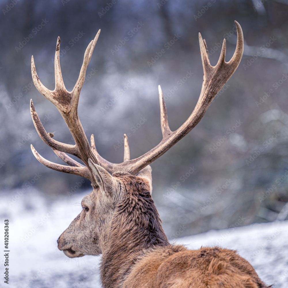 Fototapeta premium Hirsch