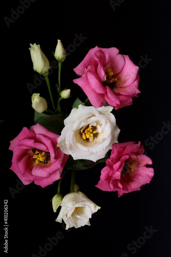 Beautiful pink and white flowers - eustoma  lisianthus or prairie gentian 