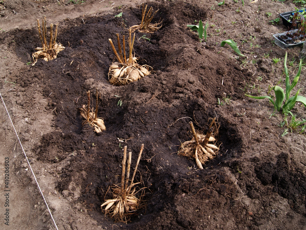 Spring planting of dahlias in the soil. Large tubers of dahlias lie in