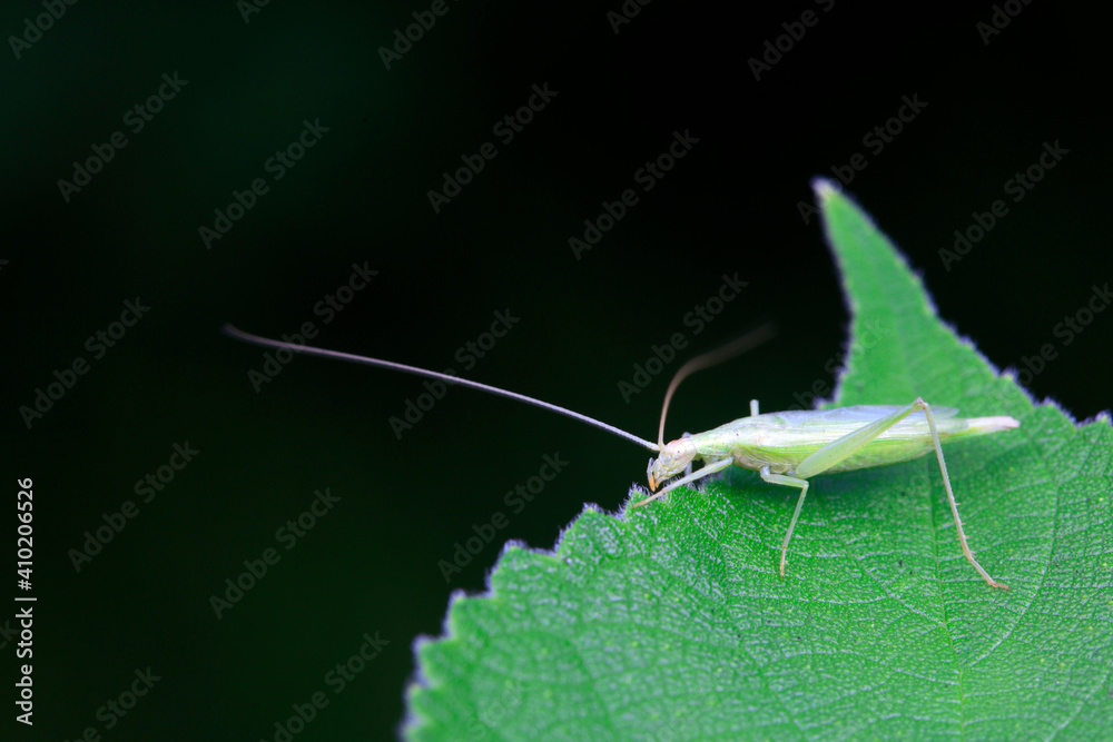 Tree crickets live on wild plants in North China Tree crickets live on wild plants in North China