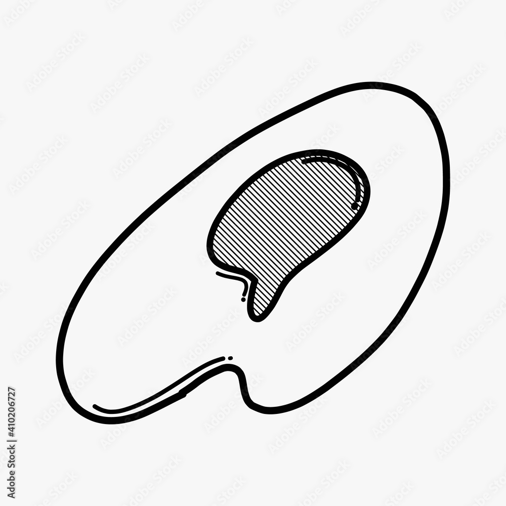 Obraz premium fried egg doodle vector icon. Drawing sketch illustration hand drawn line eps10