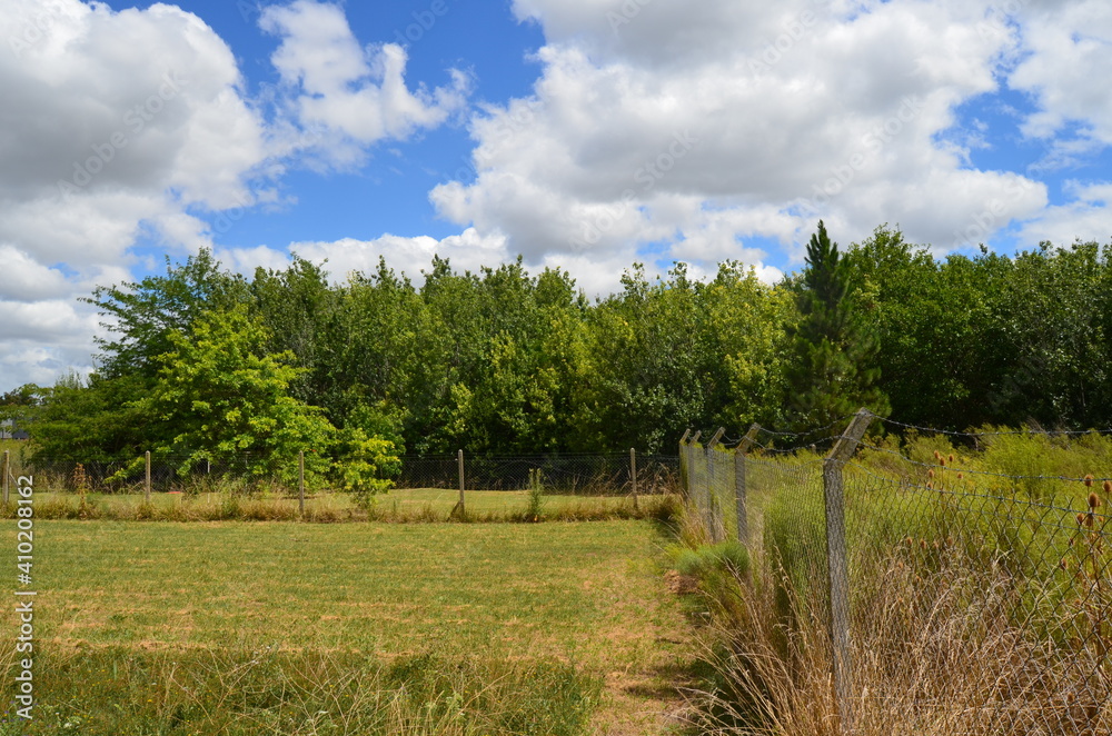Obraz premium grass and blue sky