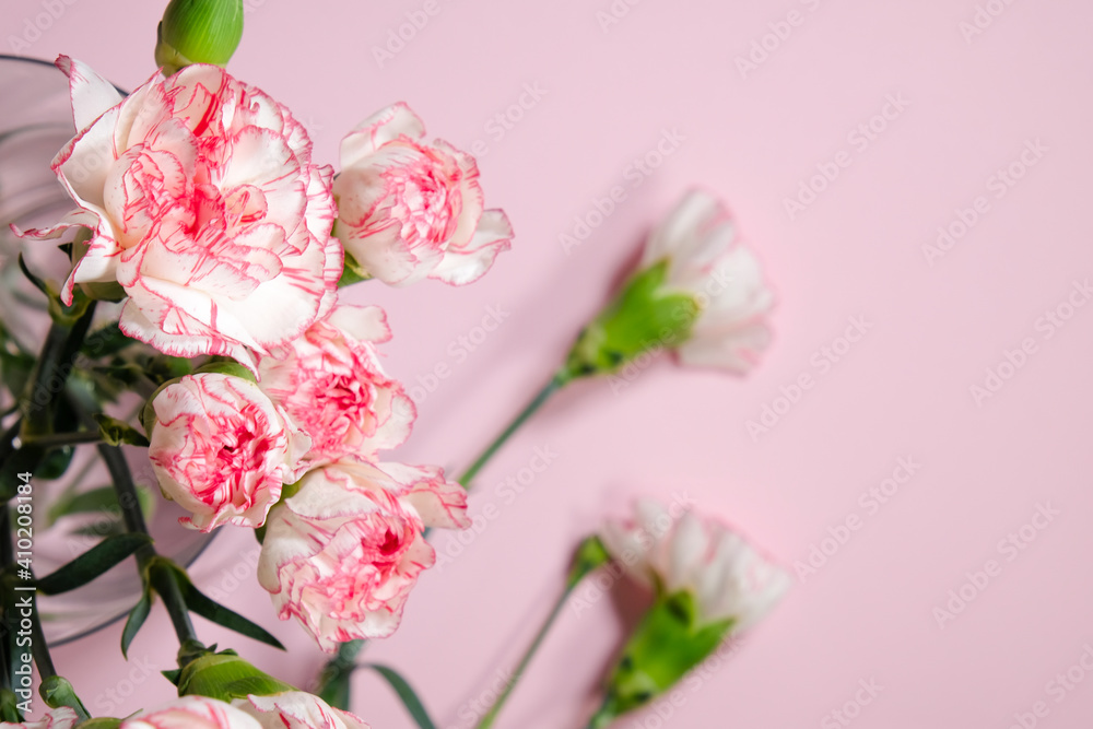 Mini carnation flowers in a vase on pink background