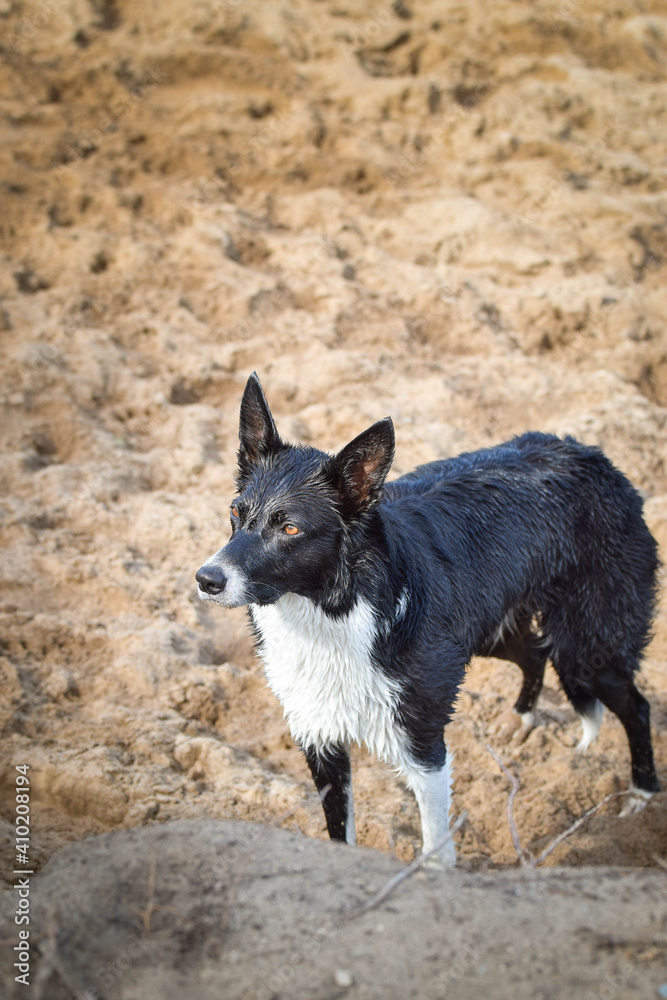 tricolor border collie is standing wet on the sand. She is really good swimmer.