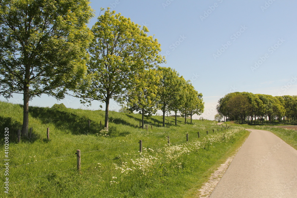 a beautiful rural landscape in zeeland in the dutch polder countryside in springtime of a green dike with trees and a verge with wild flowers as cow parsley along a country road and a blue sky