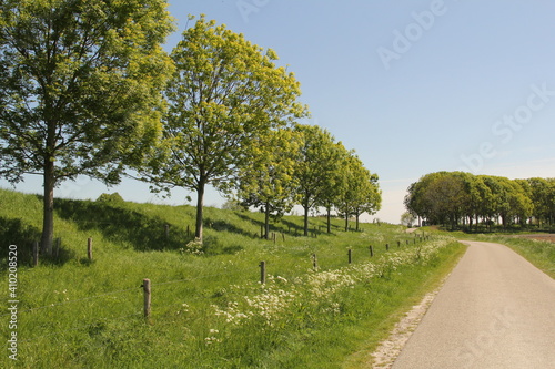 a beautiful rural landscape in zeeland in the dutch polder countryside in springtime of a green dike with trees and a verge with wild flowers as cow parsley along a country road and a blue sky photo