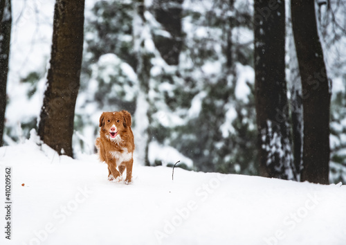 Fototapeta Naklejka Na Ścianę i Meble -  dog in snow