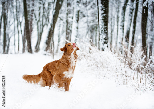 dog in snow