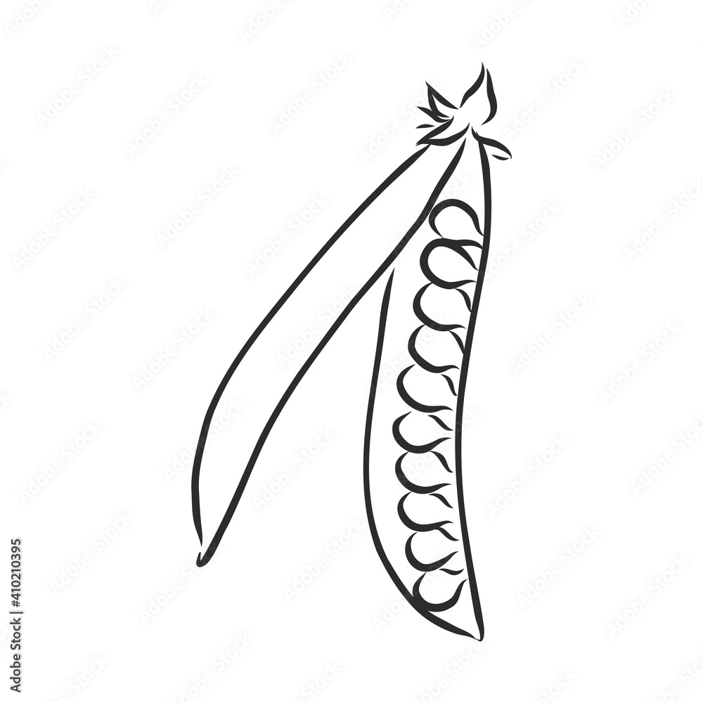 Hand drawn sketch peas sketch set. Vector organic food illustration isolated on white background. pea vector sketch illustration Hand drawn sketch peas sketch set. Vector organic food illustration isolated on white background. pea vector sketch illustration