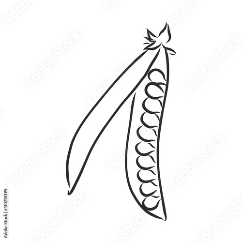 Hand drawn sketch peas sketch set. Vector organic food illustration isolated on white background. pea vector sketch illustration