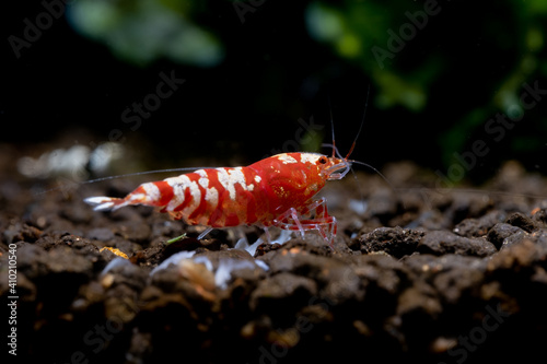 Red fancy tiger dwarf shrimp stay and look for food in aquatic soil with other shrimp and aquatic plant as background in fresh water aquarium tank.