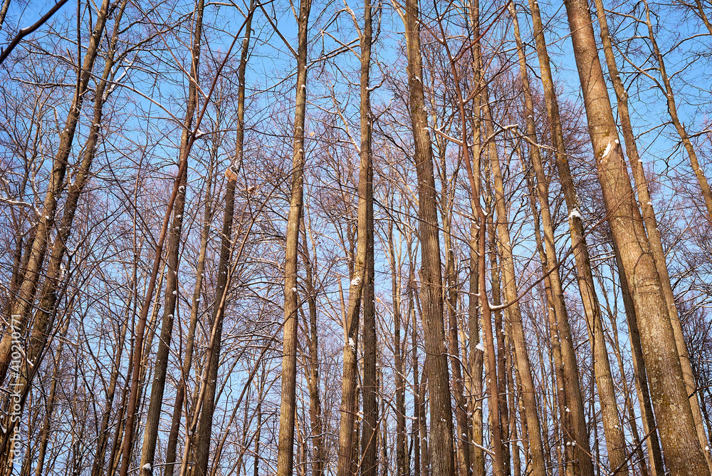 Fototapeta premium winter forest on a sunny day. trees, path, ski track