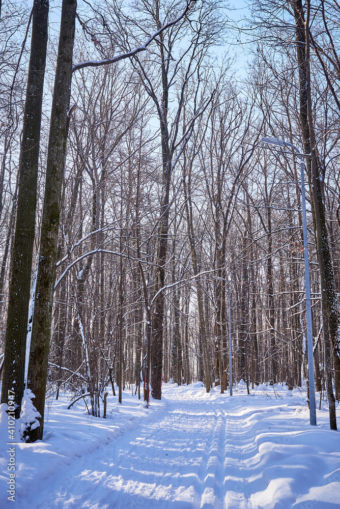 Fototapeta premium winter forest on a sunny day. trees, path, ski track