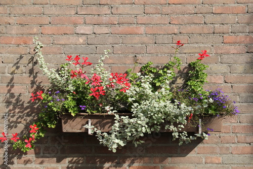 Photography a flowerbox at the wall of a house in the garden with beautiful blooming geraniu