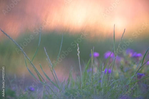 Flowers in a field at sunset