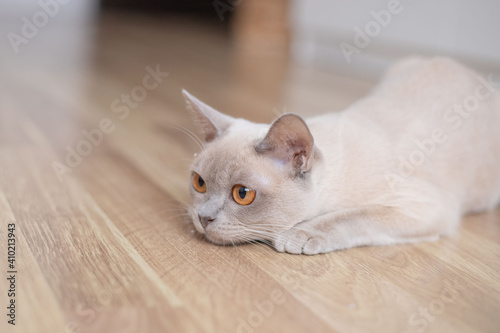 Cute young lilac cat with yellow eyes . Playful beige Burmese kitten playing and hunting indoors.