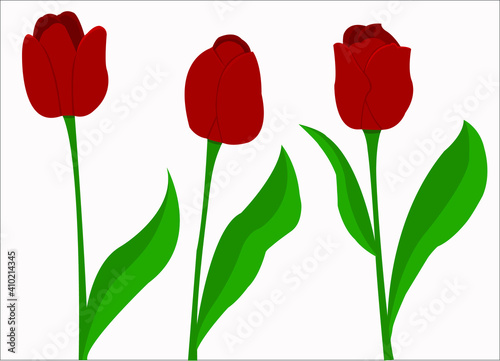 Red tulips as flowers for celebration.