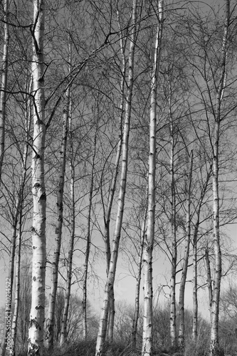 Winter Birch Trees in the Sunlight in Black and White